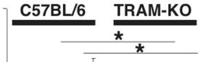 2 ng/ml recombinant murine IL-12